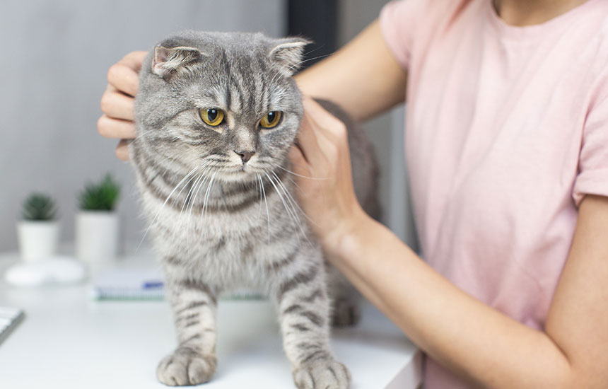 愛玩動物飼養管理士