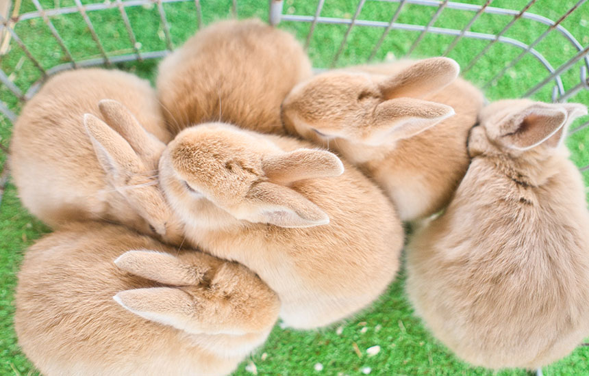 愛玩動物飼養管理士