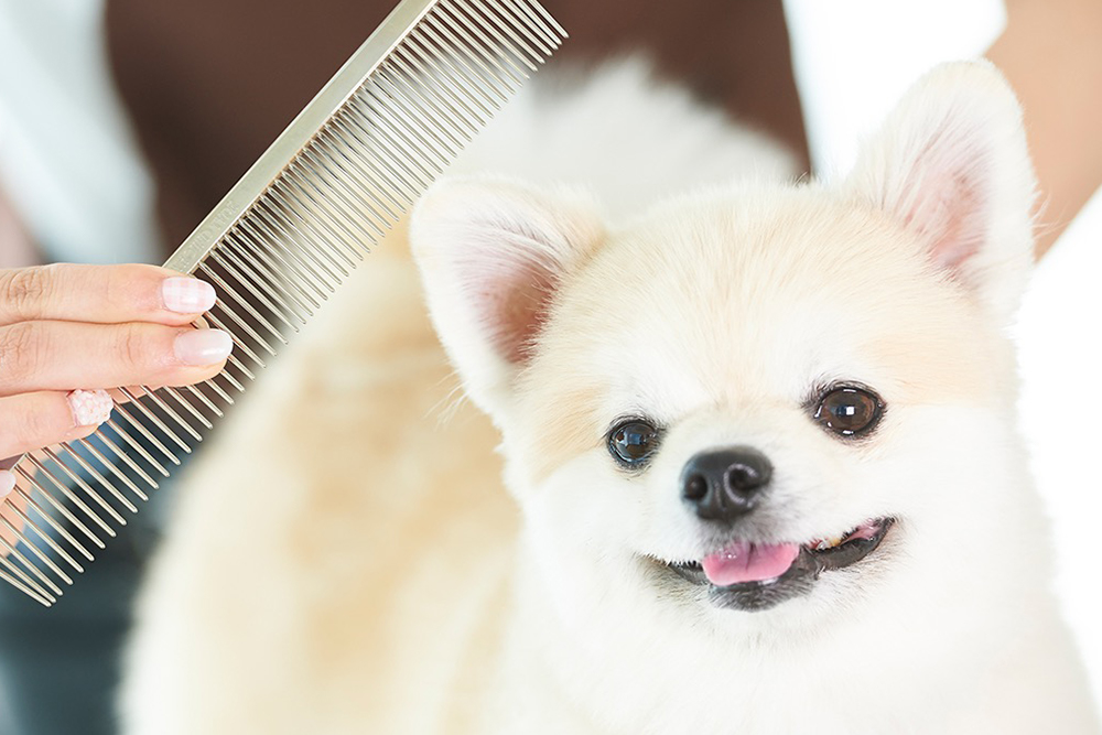 飼い主の理想を叶えることができる